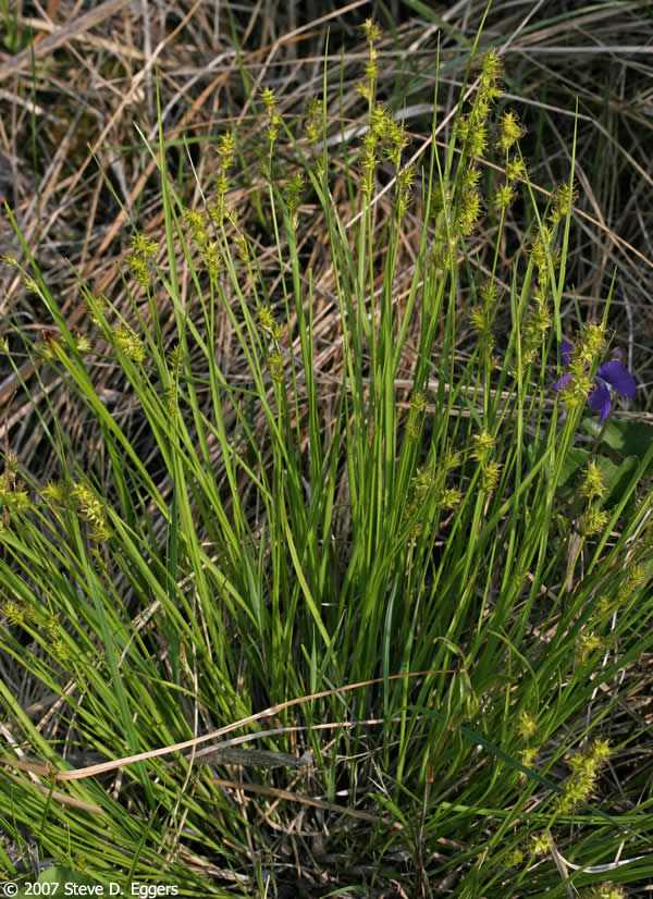sterile sedge